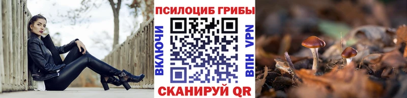 Галлюциногенные грибы Psilocybe  дарк нет Telegram  Коркино  как найти наркотики  блэк спрут как войти 